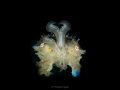  Baby Cuttlefish  